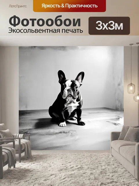Фотообои чёрно-белый французский бульдог сидит на старом