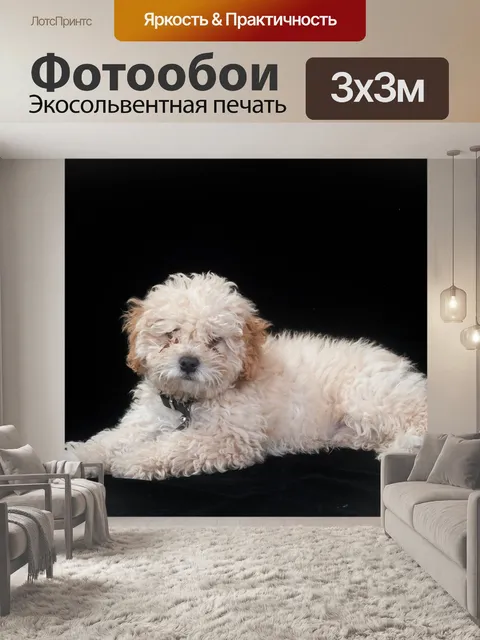 Фотообои Пудель
