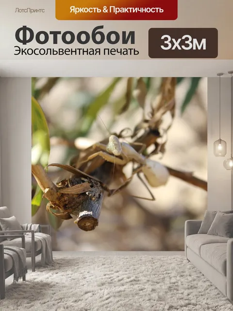 Фотообои Богомол
