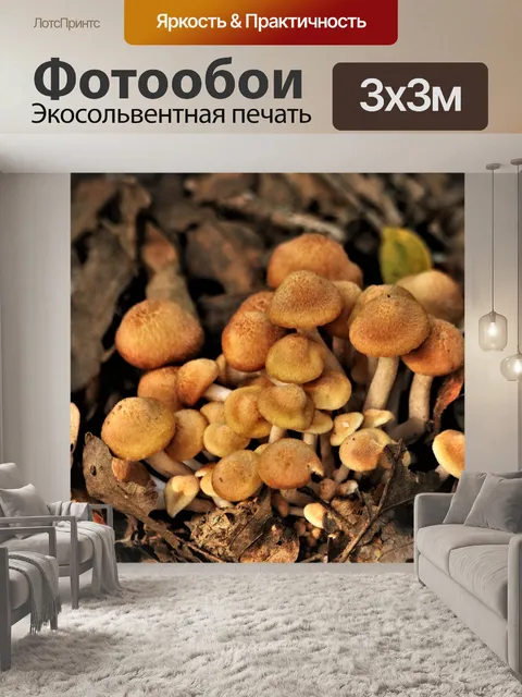 Фотообои Медовые грибы крупным планом
