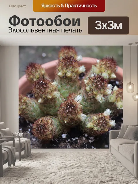 Фотообои Кактус