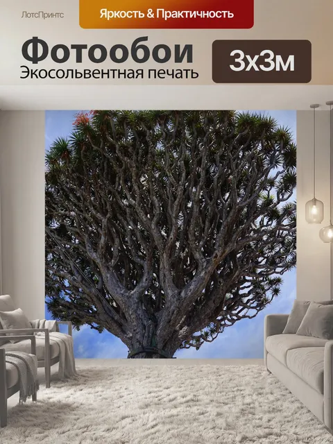 Фотообои Канарское драконово дерево