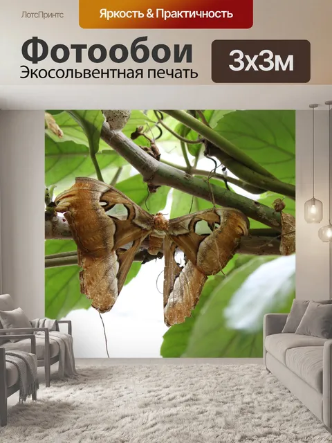 Фотообои Атлас шелковая моль
