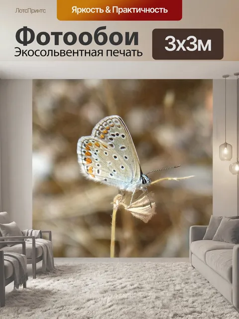 Фотообои Polyommatus icarus