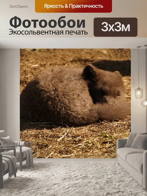 Фотообои Песец