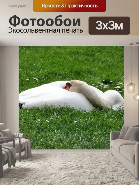 Фотообои Немой лебедь