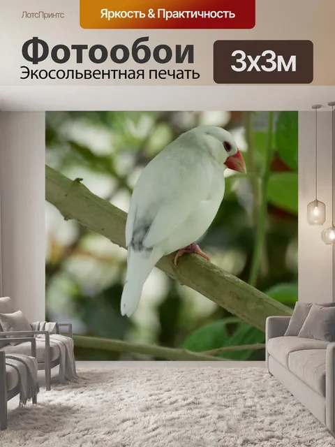 Фотообои Птица