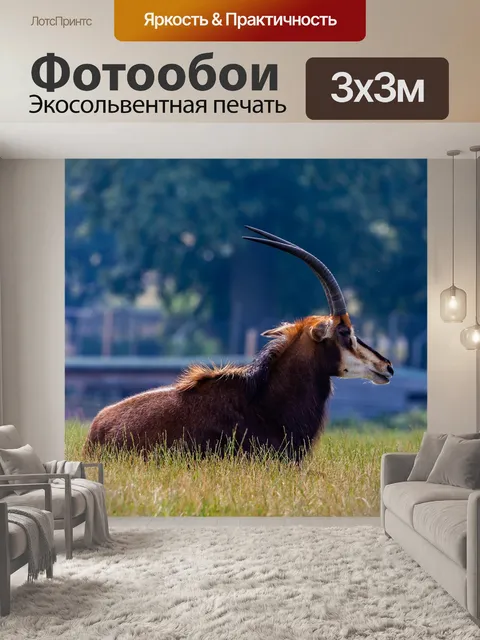Фотообои Соболиная антилопа