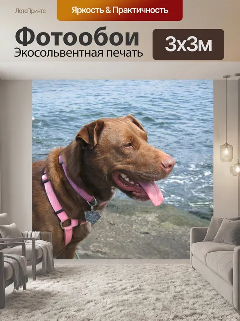 Фотообои Собака