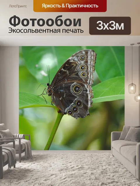 Фотообои Бабочка