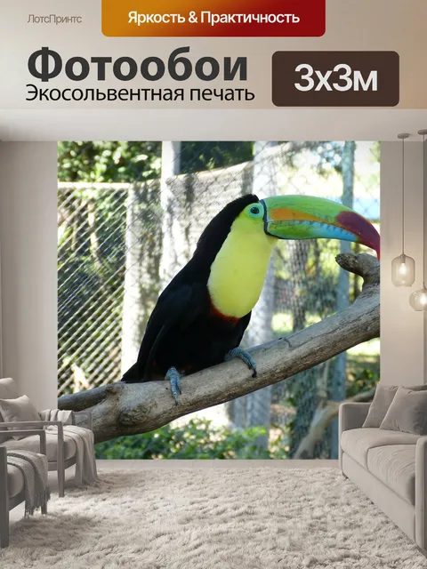Фотообои Тукан