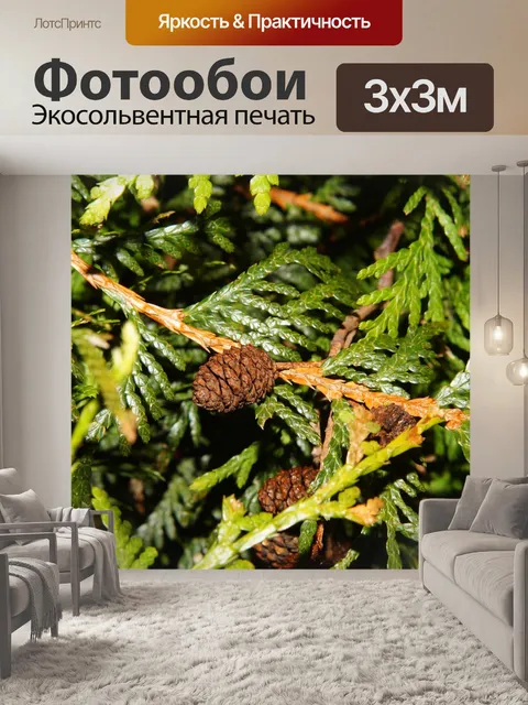 Фотообои Еловая ветка