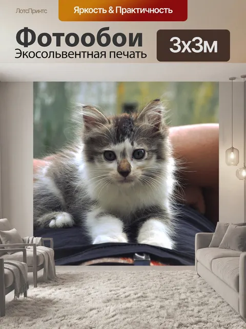 Фотообои Симпатичные кошки