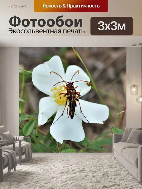 Фотообои Длиннорогие жуки на дикой розе