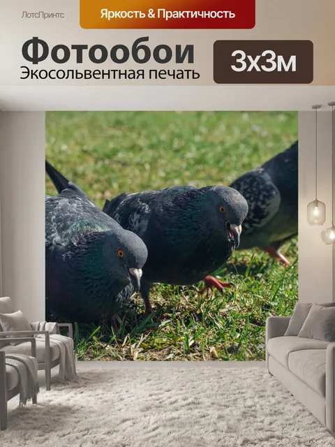 Фотообои Голуби