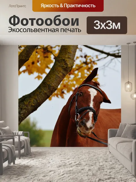 Фотообои Лошадь