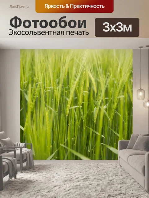 Фотообои Поле зеленого ячменя