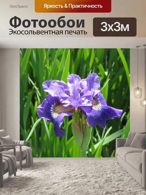 Фотообои Ирис