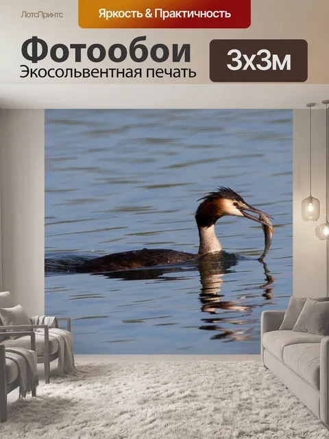 Фотообои Поганка с рыбой