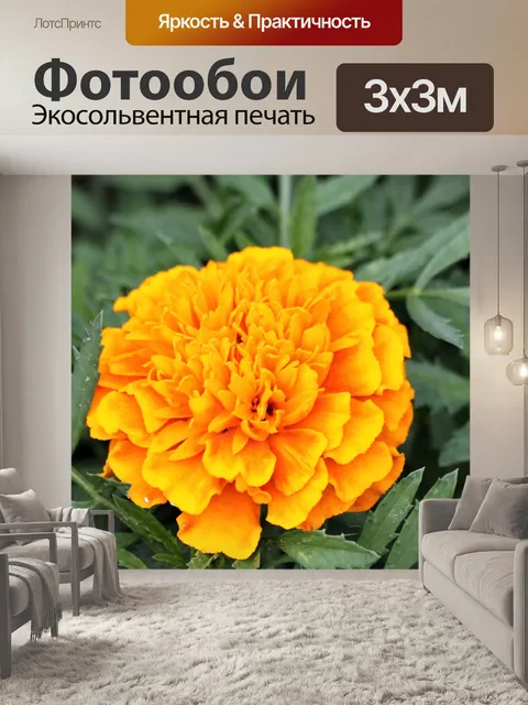 Фотообои Оранжевые бархатцы крупным планом