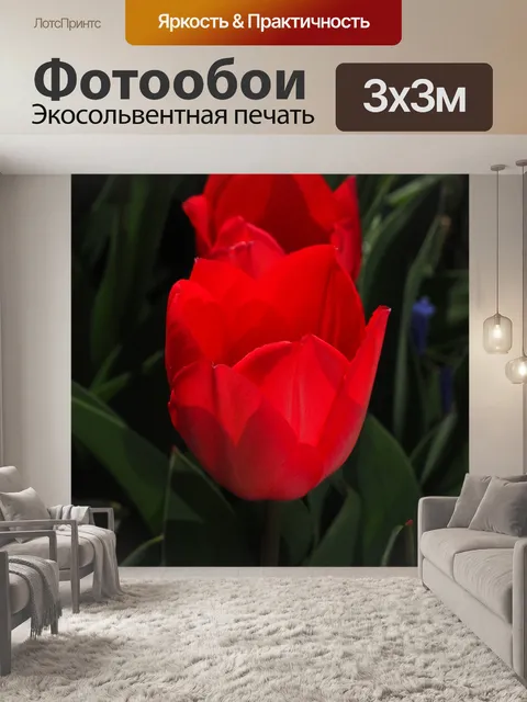 Фотообои Тюльпаны
