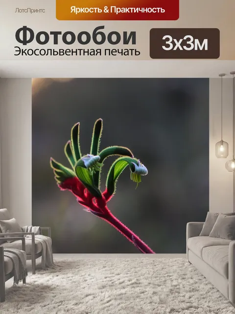Фотообои Кенгуру лапа