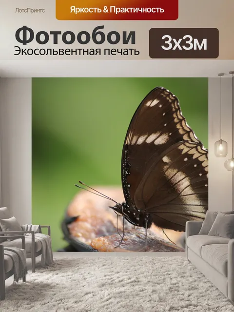 Фотообои Бабочка