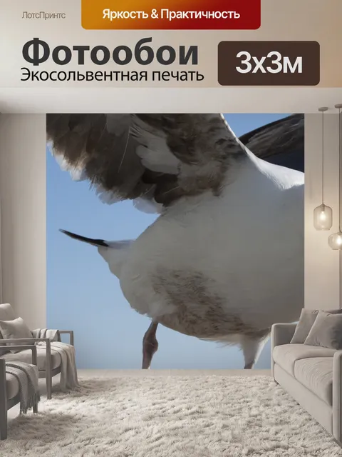 Фотообои посадка чайки