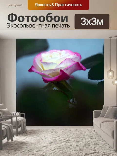 Фотообои Розовая белая роза