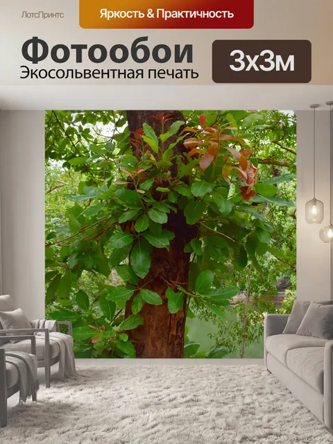 Фотообои Дерево больших листьев