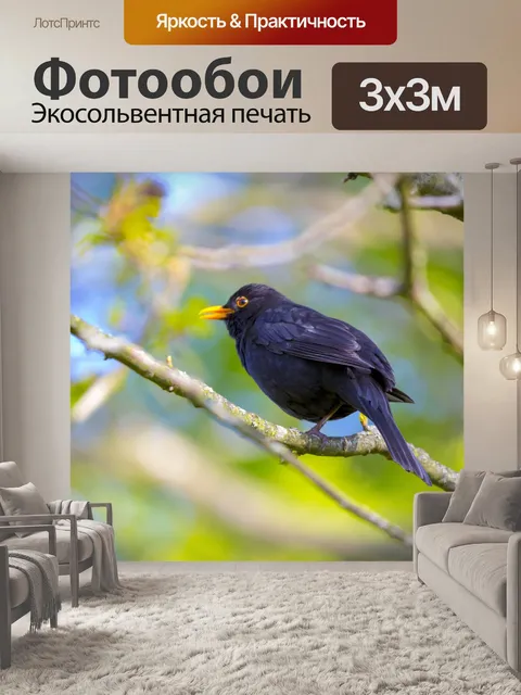 Фотообои Блэкберд Турдус Мерула