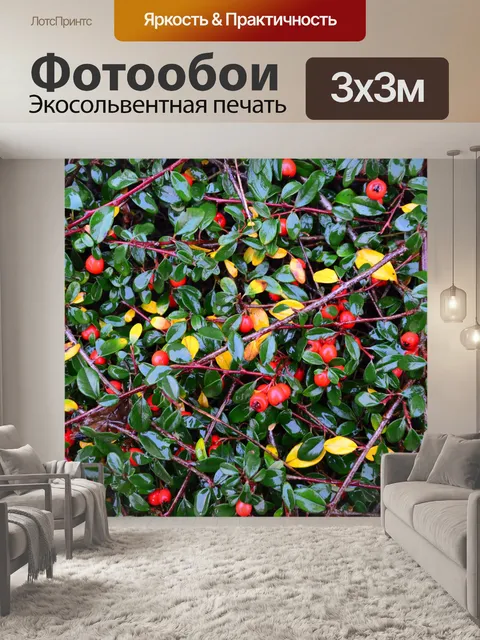 Фотообои куста и красные ягоды после дождя