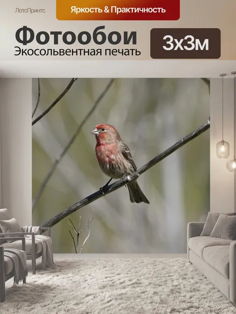 Фотообои Дом финч