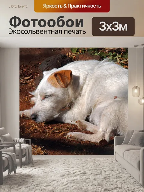 Фотообои белые Парсонс Джек Рассел на солнце