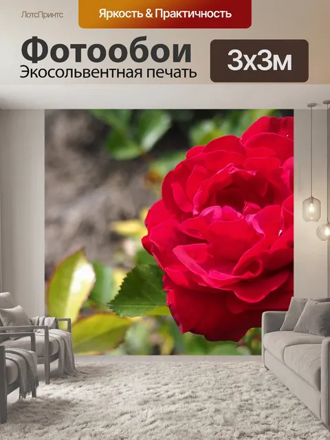 Фотообои Красная роза