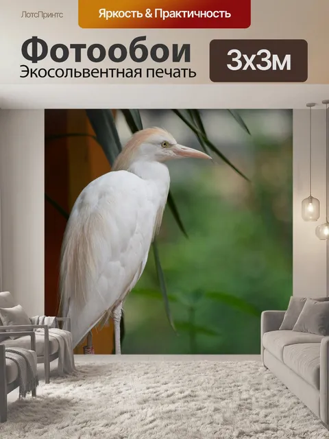 Фотообои Египетская цапля