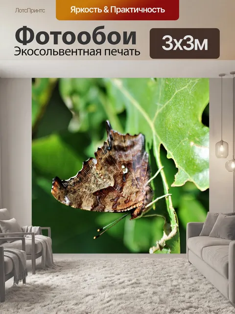 Фотообои Вопрос Марк Бабочка крупным планом