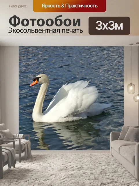 Фотообои Лебедь