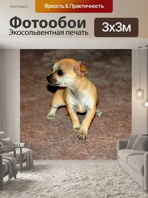 Фотообои Чихуахуа Собака профиля