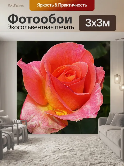 Фотообои Роза