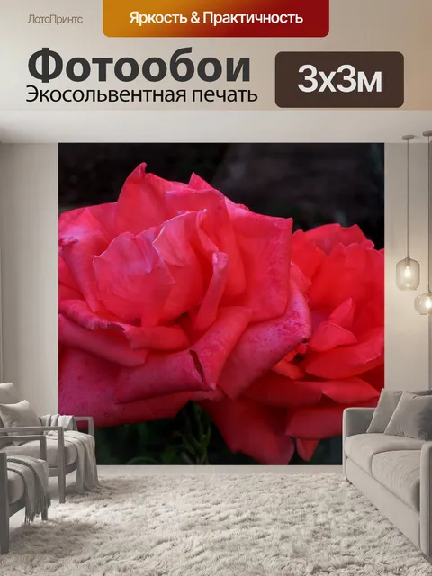 Фотообои двух розовых роз