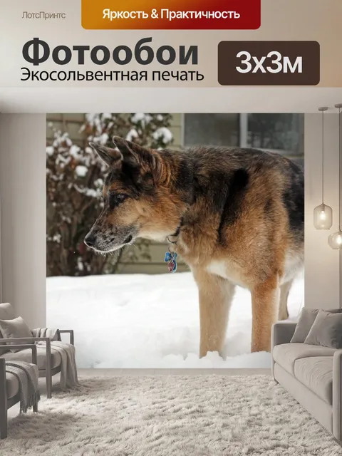 Фотообои Немецкая овчарка
