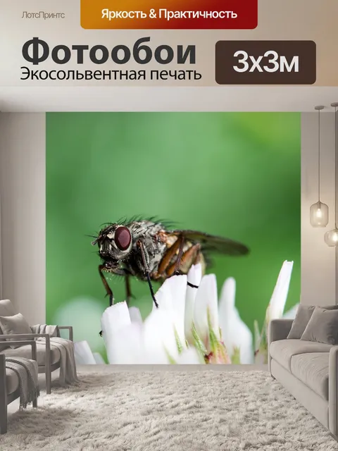 Фотообои Bluebottle