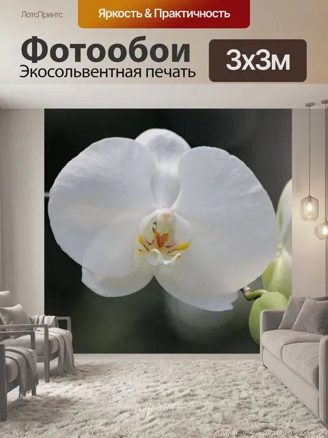 Фотообои Белая орхидея