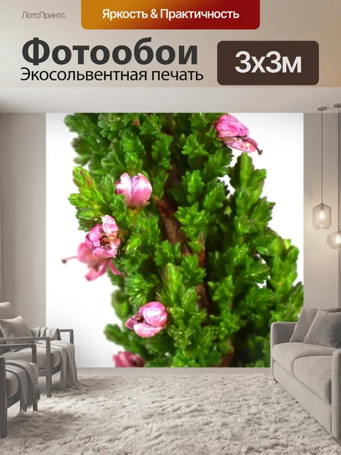Фотообои Каллуна