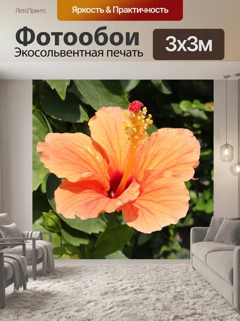 Фотообои Гибискус