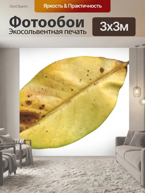 Фотообои Лист магнолии