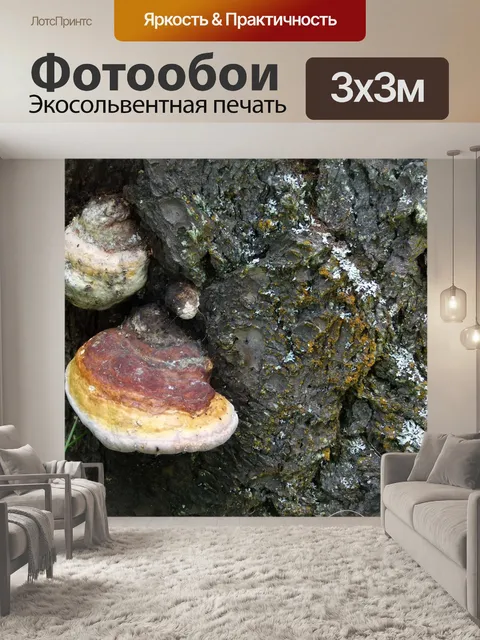 Фотообои Грибок