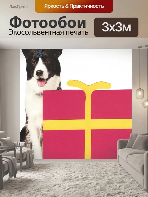 Фотообои Бордер-колли Подарочная коробка