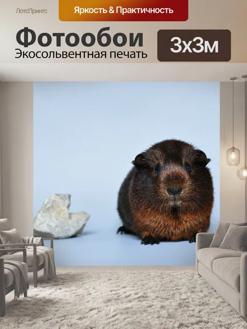 Фотообои Морская свинка